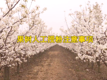 【渭南科普】果树人工授粉注意事项