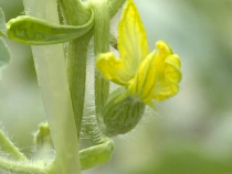 蒲城县龙池镇： 瓜苗节节高 管理有诀窍