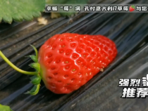 幸福“莓”满  孔村意大利17草莓与您相约！