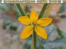 蒲城县龙池镇西瓜种植诀窍多