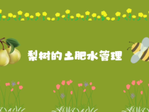 【渭南科普】梨树的土肥水管理