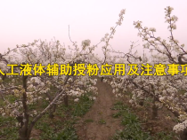 【渭南科普】人工液体辅助授粉应用及注意事项