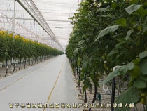 桃太郎番茄长成记