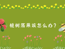 【渭南科普】桃树落果该怎么办？
