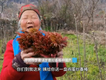 红油香椿致富芽   催开“香椿”振兴花
