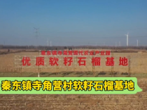 潼关县秦东镇：富美秦东创建 百姓增收的希望