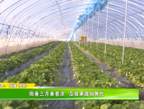 阳春三月春意浓 瓜坡果蔬销售忙