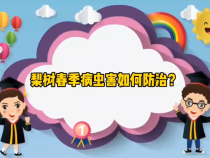 【渭南科普】梨树春季病虫害如何防治？