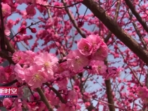 中国酵素城：花香满城秀春色