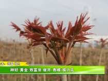 种好“黄金”致富芽  催开“香椿”振兴花