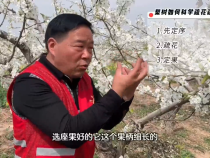 【渭南科普】梨树如何科学疏花疏果？