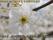 蒲城县龙池镇梨花又开放  点点乡愁在心间