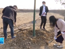 临渭区：植树造林正当时  三贤故里披绿装