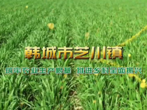 韩城市芝川镇：筑牢农业生产根基 推进乡村全面振兴