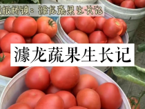 韩城市板桥镇：澽龙蔬果生长记