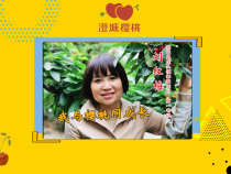 澄城樱桃甜蜜蜜——澄城县庄头镇郭家庄村第一书记 刘红梅：我与樱桃同成长