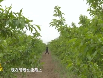 临渭区崇凝镇：产业做“引擎”  助推集体经济高质量发展