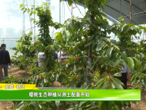 樱桃生态种植从测土配菌开始