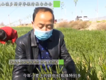 蒲城县尧山镇多措并举保障粮食安全