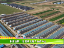 一核引领 和合共建 “醉美”和家庄（一） 合阳县和家庄镇：这里的设施农业品种全