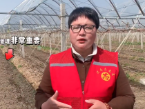 【渭南科普】葡萄树春季土壤管理的重要性