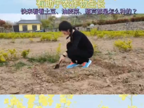 快来看看土豆、油麦菜、葫芦都是怎么种的？