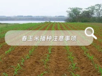 渭南市农技中心：春玉米播种注意事项来喽