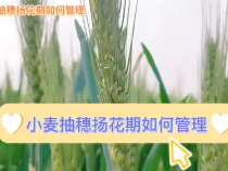 小麦抽穗扬花期如何管理