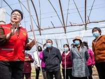 【渭南科普】春季葡萄的水肥管理与树根系养护