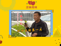 澄城樱桃甜蜜蜜——澄城樱桃试验站 站长 路理钧：把好品控第一关