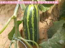 韩城市金城办双楼村西甜瓜即将甜蜜上市  欢迎大家前来采摘！