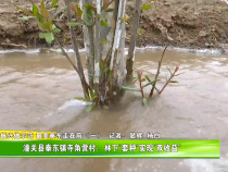 乡村振兴做示范 最美秦东走在前（一）潼关县秦东镇寺角营村：林下“套种”实现“双收益”