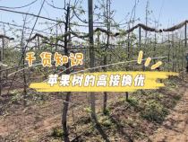 苹果树高接换优正当时