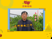 澄城樱桃甜蜜蜜——李忠贤：澄城县种植樱桃第一人