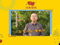 澄城樱桃甜蜜蜜——澄城县庄头镇党委书记 高松：实干兴业 樱桃红