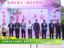 临渭果乡美 赤水樱桃红  临渭区第十一届赤水樱桃采摘节开幕