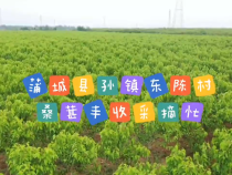 蒲城县孙镇东陈村：桑葚丰收采摘忙