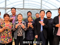 蒲城县龙池镇五更村4500亩西甜瓜成熟上市！