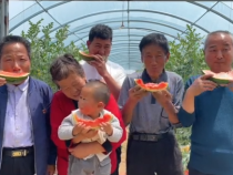 蒲城县龙池镇张家村8400吨西甜瓜陆续上市