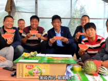 蒲城县龙池镇晋城村3000亩西甜瓜成熟上市！