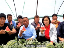 蒲城县龙池镇车杜村2200亩西甜瓜成熟上市！