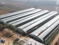 蒲城县兴镇：环境有制度产业有方向 让乡村振兴更有抓手