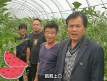 蒲城县龙池镇五四村喊你来吃瓜