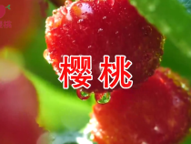 5月18日第三届中国·澄城樱桃云营销季盛大开启
