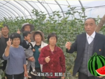 蒲城龙池镇金星村这的西甜瓜太爽口了