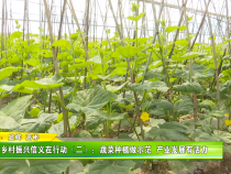 乡村振兴信义在行动（二）：蔬菜种植做示范 产业发展有活力