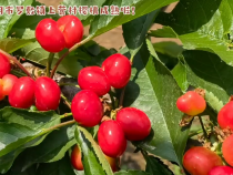 华阴市罗敷镇上营村樱桃成熟啦！