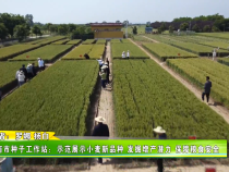 渭南市种子工作站：示范展示小麦新品种 发掘增产潜力 保障粮食安全