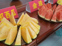 蒲城县龙池镇：对接洽谈多方助力 西甜瓜产销两旺