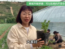 韩城市板桥镇：可以吃根的芹菜你见过吗